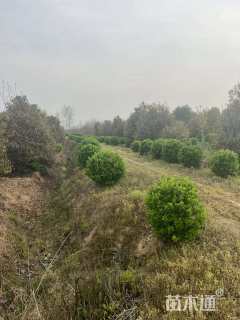 冠幅280厘米大叶黄杨球