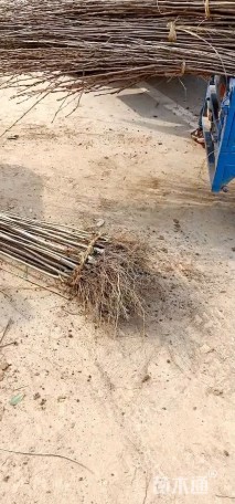 高度150厘米樱花小苗