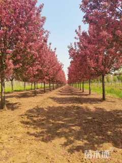 12公分绚丽海棠