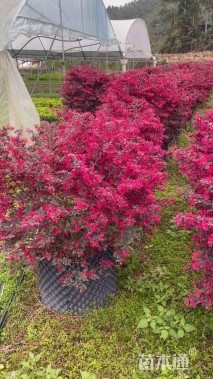 冠幅150厘米红花继木球