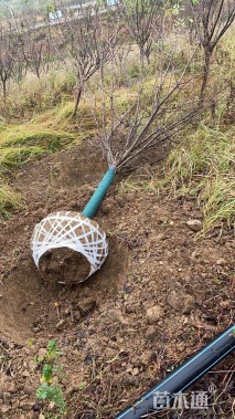 10公分日本晚樱