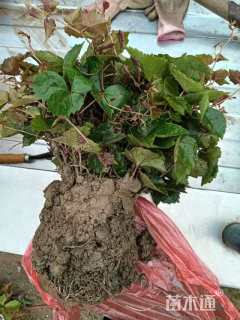 80厘米爬山虎