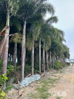 裸干高350厘米狐尾椰