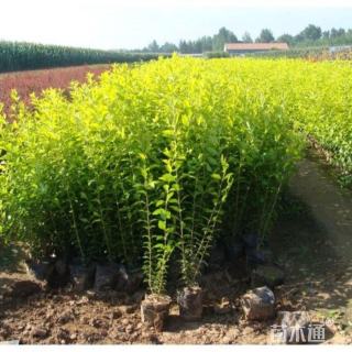 高度80厘米金叶女贞小苗
