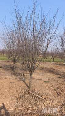 高度280厘米重瓣榆叶梅