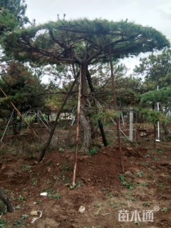 10公分松树