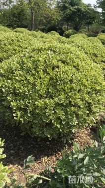 冠幅180厘米海桐球