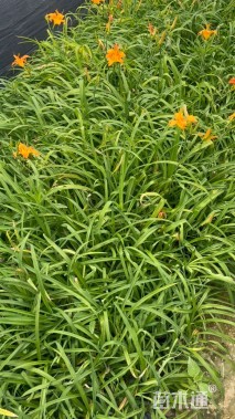 高度25厘米大花萱草