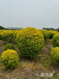 冠幅150厘米金叶女贞球