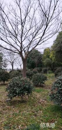 18公分朴树