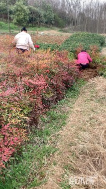 高度49.5厘米南天竹