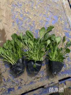 高度15厘米大滨菊