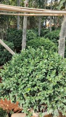 冠幅100厘米茶梅球