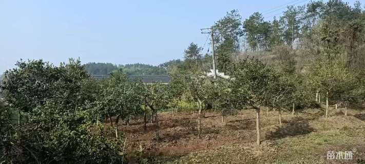 10公分枸骨