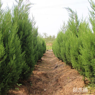 高度100厘米蜀桧