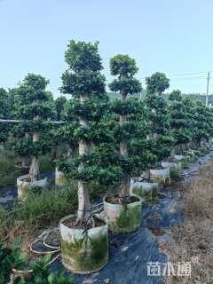 10公分造型小叶榕