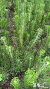 高度100厘米油松小苗