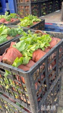 高度20厘米八宝景天