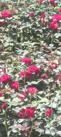 高度35厘米红帽月季