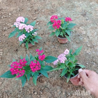 高度50厘米五星花