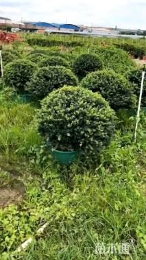 高度80厘米龟甲冬青