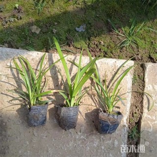 高度15厘米兰花三七草