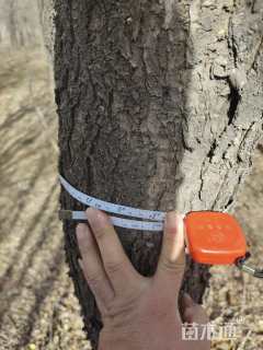 14公分暴马丁香