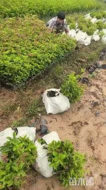 高度28厘米四季桂小苗