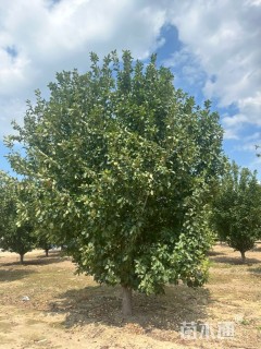 16公分八棱海棠