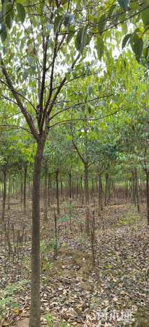 14公分高杆女贞