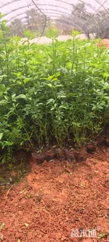 高度30厘米金钟花