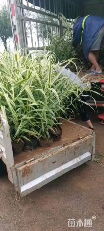 高度50厘米花叶芦竹