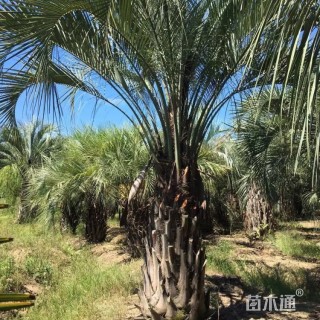 裸干高200厘米布迪椰子