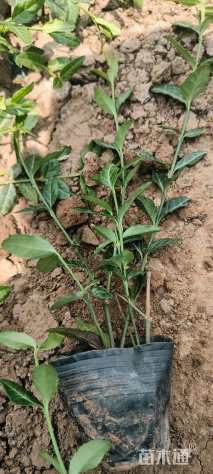 30厘米小叶扶芳藤