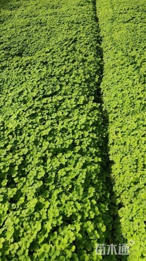 高度15厘米红花酢浆草
