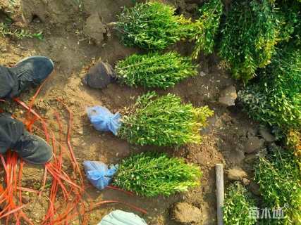 高度60厘米小叶黄杨