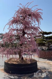 15公分造型红梅