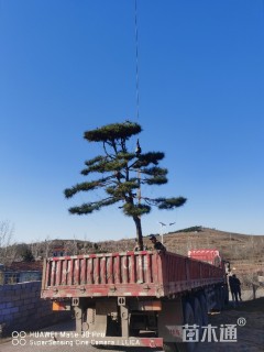 20公分造型油松