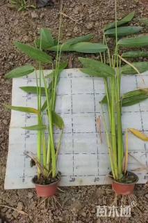 高度50厘米再力花