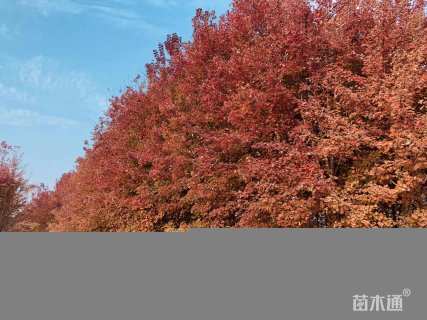 15公分美国红枫