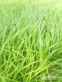 高度15厘米崂峪苔草