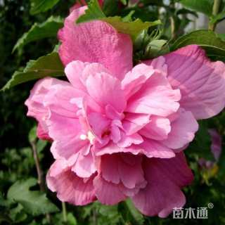 高度300厘米木槿