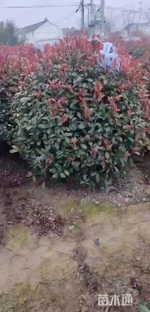 冠幅320厘米红叶石楠球