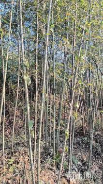 4.5公分竹子