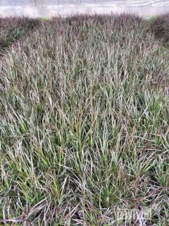 高度30厘米紫叶狼尾草