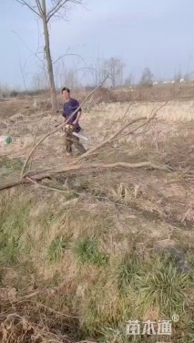 8公分垂柳