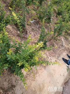 高度70厘米柠条