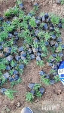 高度15厘米青绿苔草