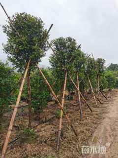 高度2300厘米嘉宝果