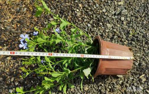 高度35厘米蓝雪花